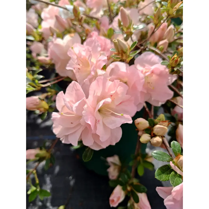 Rhododendron x 'Susan Oliver' - Susan Oliver Rhododendron Broken Arrow  Nursery