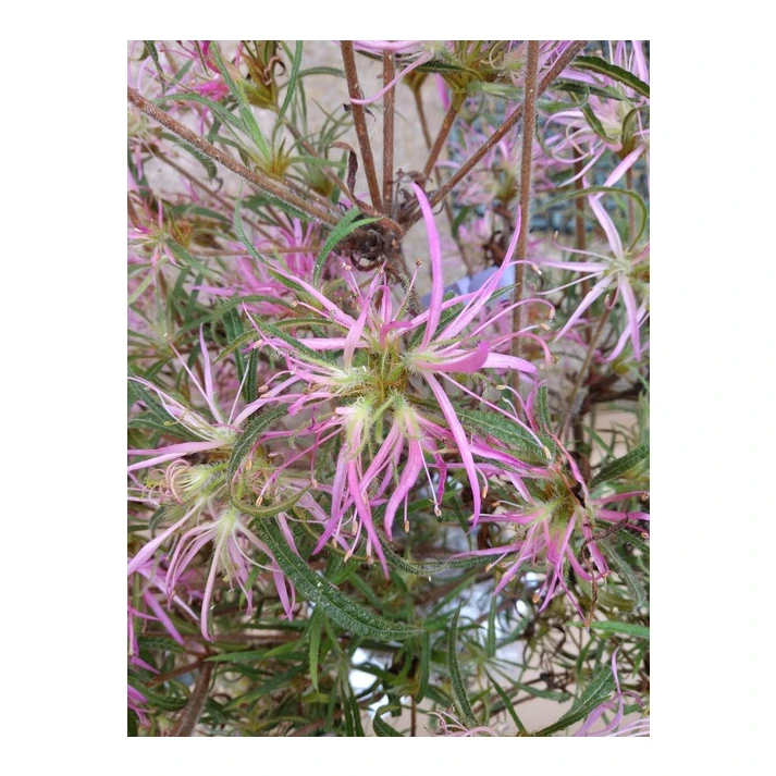 Rhododendron macrosepalum 'Linearifolium' - Cut Leaf Evergreen