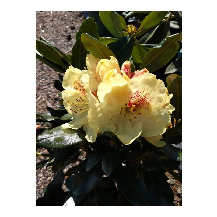 Rhododendron yakushimanum 'Gold Prinz' - Gold Prinz Yaku Rhododendron  Broken Arrow Nursery