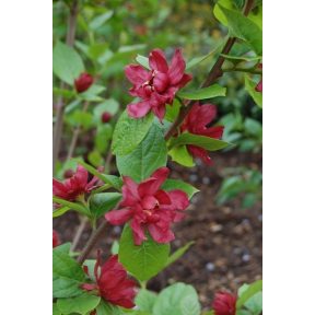Calycanthus x raulstonii 'Hartlage Wine' - Hartlage Wine Sweetshrub
