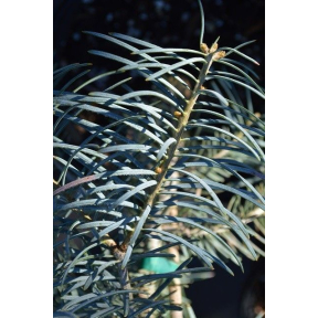 Abies concolor 'Blue Cloak' - Blue Cloak White Fir