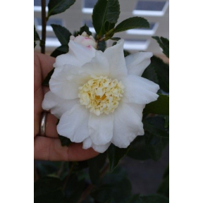 Camellia x 'Winter Snowman' - Winter Snowman Hybrid Camellia