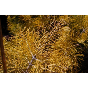 Abies concolor 'Winter Gold' - Winter Gold White Fir