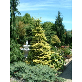 Abies koreana 'Aurea' - Golden Korean Fir