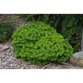Abies koreana 'Cis' - Cis Korean Fir