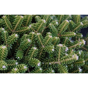 Abies koreana 'Oberon' - Oberon Korean Fir