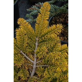 Abies nordmanniana 'Golden Spreader' - Golden Spreader Nordmann Fir