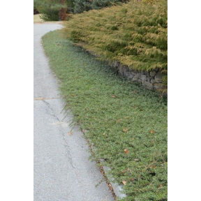 Arctostaphyllos uva ursi - Bearberry