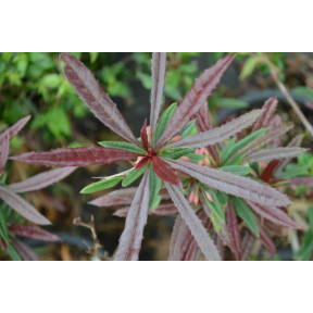 Berberis replicata - Barberry
