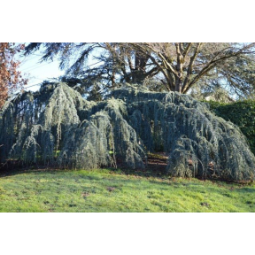 Cedrus atlantica 'Glauca Pendula' - Weeping Blue Atlas Cedar
