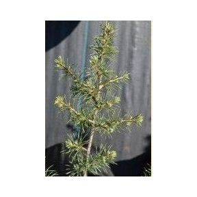 Cedrus atlantica 'Sapphire Nymph' - Sapphire Nymph Atlas Cedar