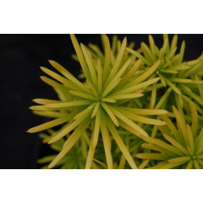 Cephalotaxus harringtonia 'Korean Gold' ('Ogon') - Korean Gold Columnar Plum Yew