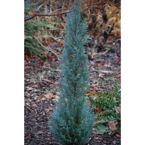 Chamaecyparis lawsoniana 'Blue Surprise' - Blue Surprise Lawson's Cypress