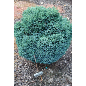 Chamaecyparis lawsoniana 'Rimpelaar' - Rimpelaar Lawson's Cypress