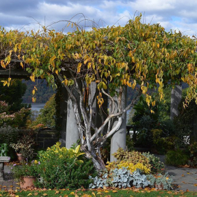 Actinidia arguta - Hardy Bower Kiwi