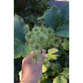 Clematis heracleifolia - Tube Clematis