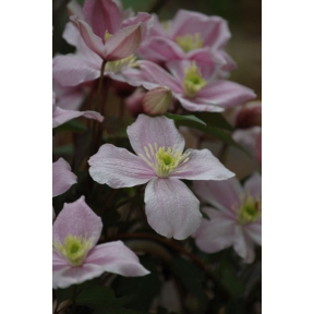 Clematis montana 'Mayleen'  - Mayleen Anemone Clematis