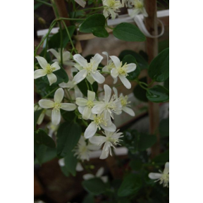 Clematis paniculata - Sweet Autumn Clematis