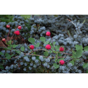 Clematis texensis - Texas Leather Flower