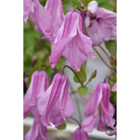 Clematis x 'Alionushka'  - Alionushka Clematis