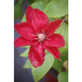 Clematis x 'Rebecca' - Rebecca Clematis