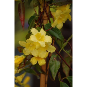 Gelsemium sempervirens 'Margarita'   - Margarita Carolina Jessamine