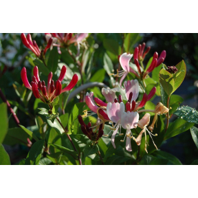 Lonicera periclymenum 'Serotina' - Serotina Woodbine Honeysuckle