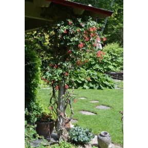 Lonicera sempervirens - Trumpet Honeysuckle