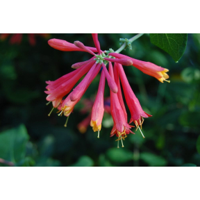 Lonicera sempervirens 'Alabama Crimson'  - Alabama Crimson Trumpet Honeysuckle