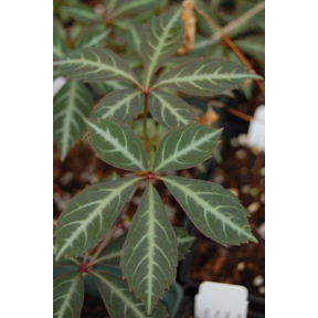 Parthenocissus henryana - Silvervein Creeper