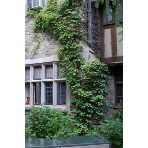 Schizophragma hydrangeoides - Japanese Hydrangea Vine