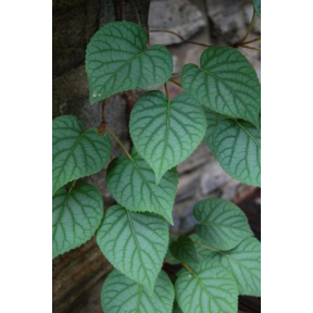 Schizophragma hydrangeoides 'Moonlight'  - Moonlight Japanese Hydrangea Vine