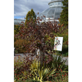 Vitis vinifera 'Purpurea' - Purpleleaf Grape