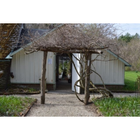 Wisteria frutescens - American Wisteria