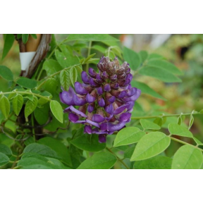 Wisteria frutescens 'Longwood Purple'  - Longwood Purple American Wisteria