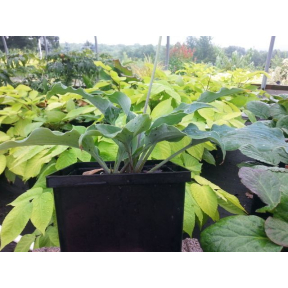 Hosta 'Blue Cascade'  - Blue Cascade Hosta