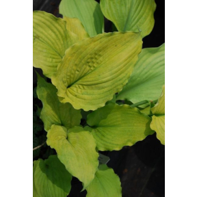 Hosta 'Cold Heart' - Cold Heart Hosta
