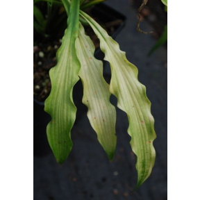 Hosta 'Curly Fries' - Curly Fries Hosta