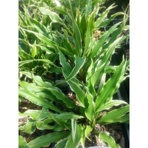 Hosta 'Electrocution'  - Electrocution Hosta