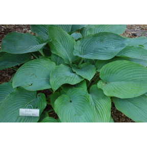 Hosta 'Empress Wu'  PP 20774 - Empress Wu Hosta