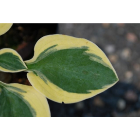 Hosta 'Frosted Mouse Ears'  - Frosted Mouse Ears Hosta