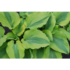Hosta 'Goodness Gracious'  - Goodness Gracious Hosta