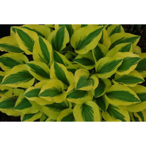 Hosta 'Grand Tiara'  - Grand Tiara Hosta