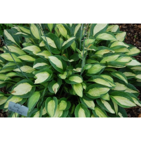 Hosta 'Gypsy Rose'  - Gypsy Rose Hosta