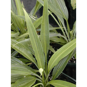 Hosta 'Hyuga Urajiro'   - Hyuga Urajiro Hosta