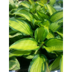 Hosta 'Island Breeze' PP 27151 - Island Breeze Plantain Lily