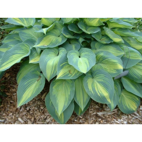 Hosta 'June'  -June Hosta
