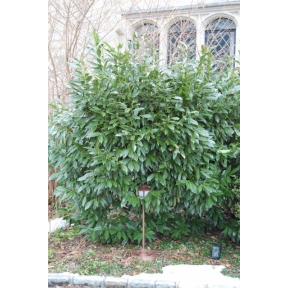 Aucuba japonica  - Japanese Aucuba 