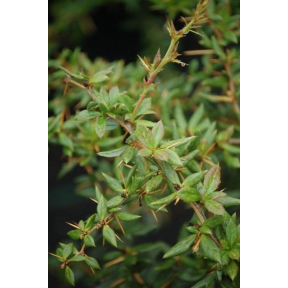 Berberis x frikartii 'Amstelveen' - Amstelveen Frikart's Barberry