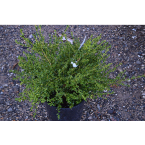 Buxus microphylla 'Curly Locks' - Curly Locks Littleleaf Boxwood